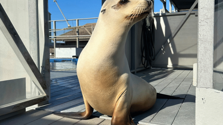 Ronan the Sea Lion Proves Animals Can Groove to the Beat